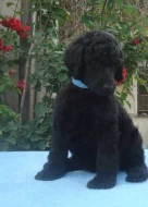 Pudl velký černý s PP