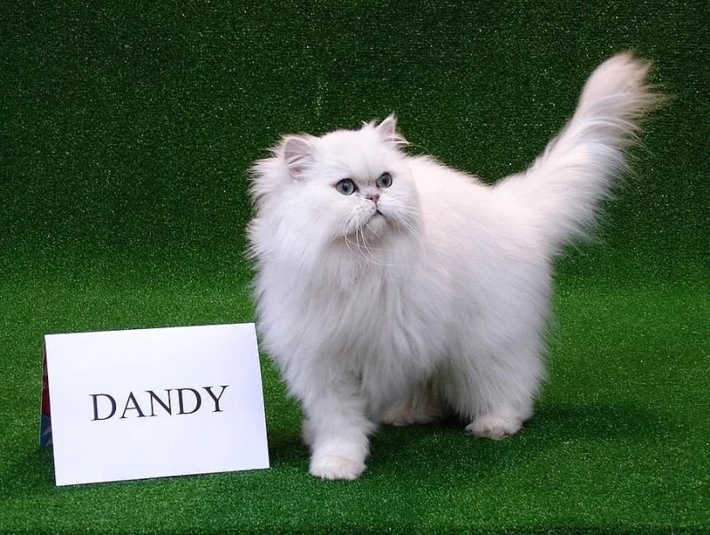 Prodám koťata perské činčily