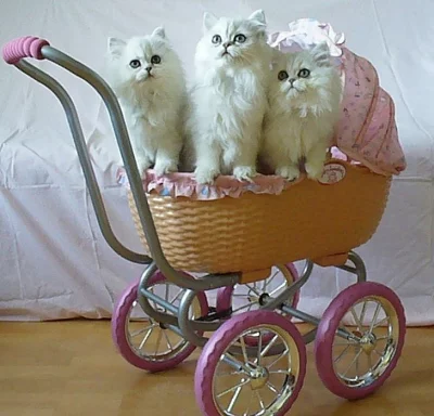 Prodám koťata perské činčily