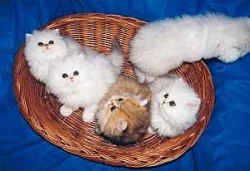 Prodám koťata perské činčily