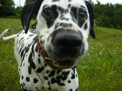 Štěňátka Dalmatina