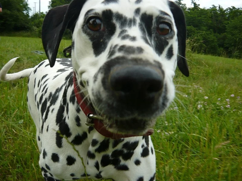 Štěňátka Dalmatina