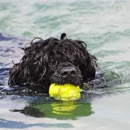 Portugalský vodní pes- 2x hnedý pes, 2x čierny pes