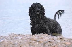 Portugalský vodní pes- 2x hnedý pes, 2x čierny pes