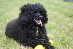 Portugalský vodní pes- 2x hnedý pes, 2x čierny pes