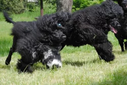 Portugalský vodní pes- 2x hnedý pes, 2x čierny pes