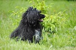 Portugalský vodní pes- 2x hnedý pes, 2x čierny pes