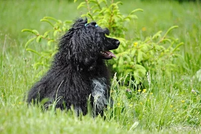 Portugalský vodní pes- 2x hnedý pes, 2x čierny pes