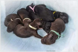 Portugalský vodní pes- 2x hnedý pes, 2x čierny pes