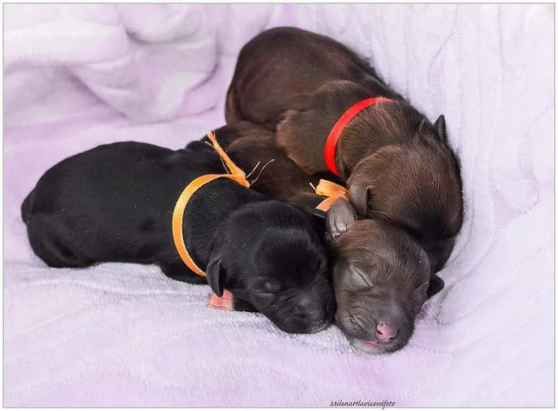 Portugalský vodní pes- 2x hnedý pes, 2x čierny pes