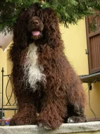 Portugalský vodní pes- 2x hnedý pes, 2x čierny pes