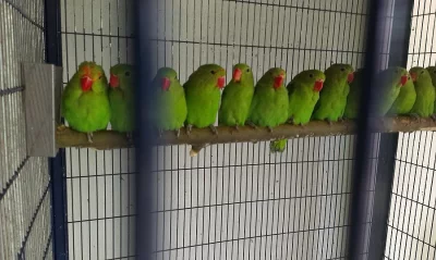 Agapornis Etiopský /Taranta/