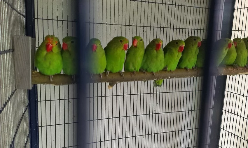 Agapornis Etiopský /Taranta/