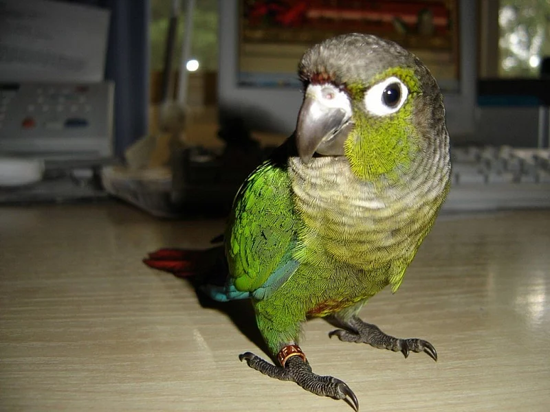 Pyrrura