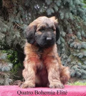 Briard plavý - luxusní štěňata