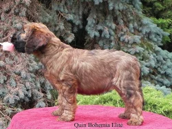Briard plavý - luxusní štěňata