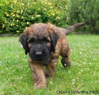 Briard plavý - luxusní štěňata