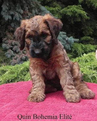 Briard plavý - luxusní štěňata