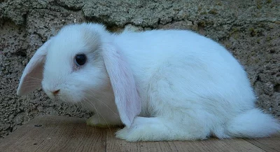 vymazlený zakrslý beránek s rex genem WO s VP