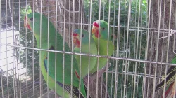 Latam vlaštovčí