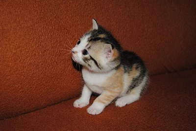 Daruji krásnou tříbarevnou kočičku.