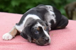 Louisiana Catahoula s PP