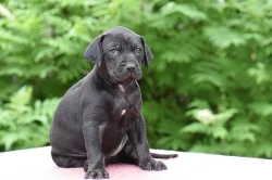 Louisiana Catahoula s PP