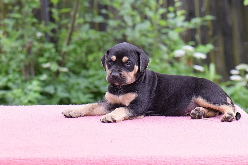 Louisiana Catahoula s PP