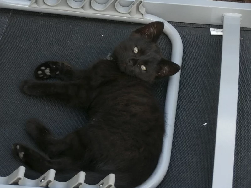 DARUJI ČERNÉ KOTĚ