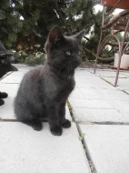 DARUJI ČERNÉ KOTĚ