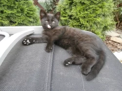 DARUJI ČERNÉ KOTĚ