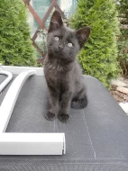 DARUJI ČERNÉ KOTĚ