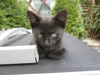 DARUJI ČERNÉ KOTĚ