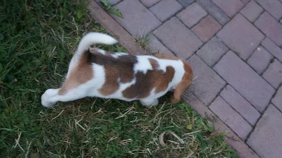 Nabízím krásného kluka Bígla