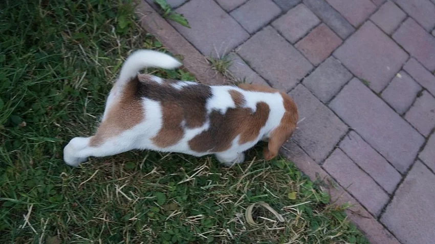 Nabízím krásného kluka Bígla