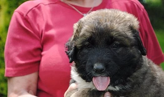 Kavkazský pastevecký pes-štěňata.