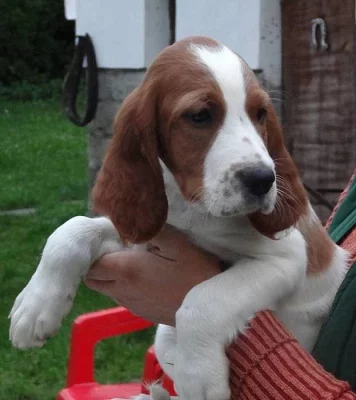 Irský červenobílý setr