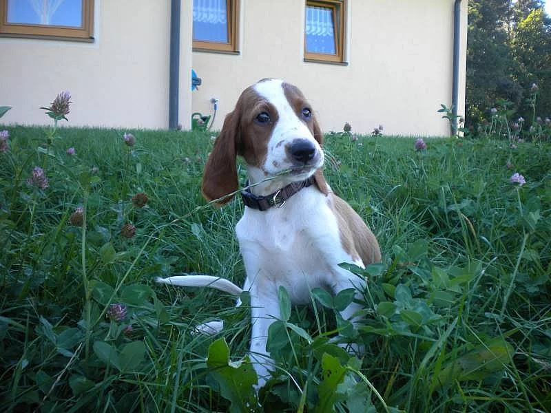 Irský červenobílý setr