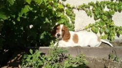 Irský červenobílý setr