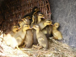 Indický běžec - kachňata - lovec slimáků