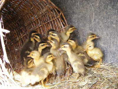 Indický běžec - kachňata - lovec slimáků