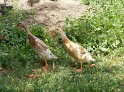 Indický běžec - kachňata - lovec slimáků