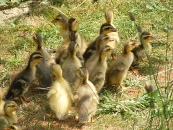 Indický běžec - kachňata - lovec slimáků