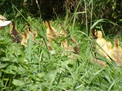 Indický běžec - kachňata - lovec slimáků