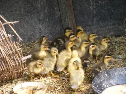 Indický běžec - kachňata - lovec slimáků