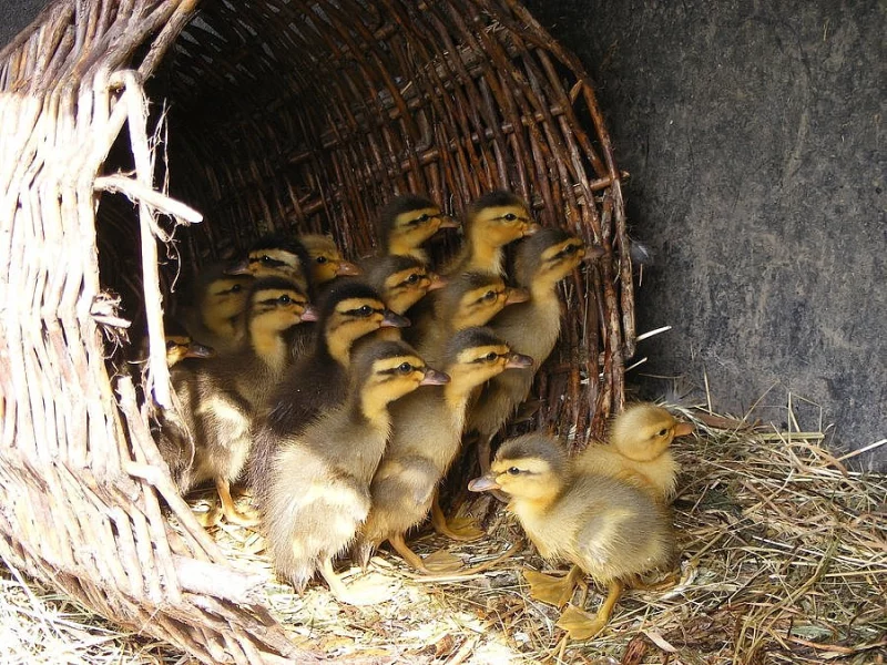 Indický běžec - kachňata - lovec slimáků