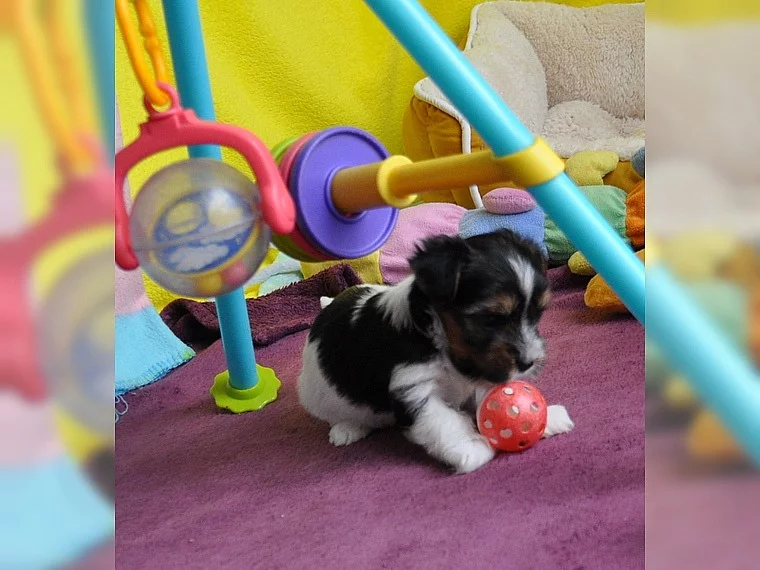 Biewer yorkšírský terier