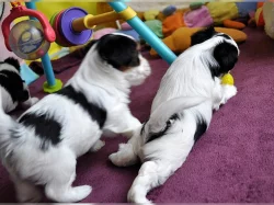 Biewer yorkšírský terier