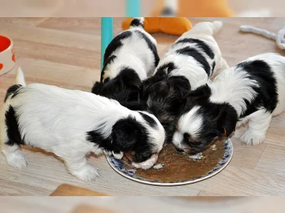 Biewer yorkšírský terier