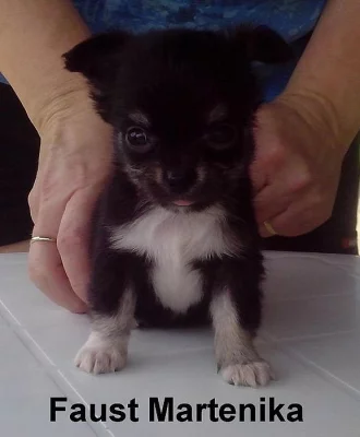 Čivava - štěňata  s PP